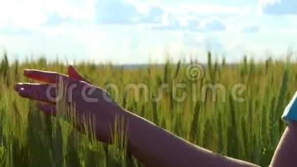 一个年轻女子的手穿过一片未成熟的麦田女孩的手碰到了绿麦穗视频的预览图
