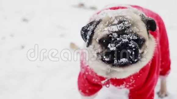 滑稽的狗嘴上有雪在镜头里看穿着圣诞老人套装的小狗的特写肖像圣诞节或视频的预览图