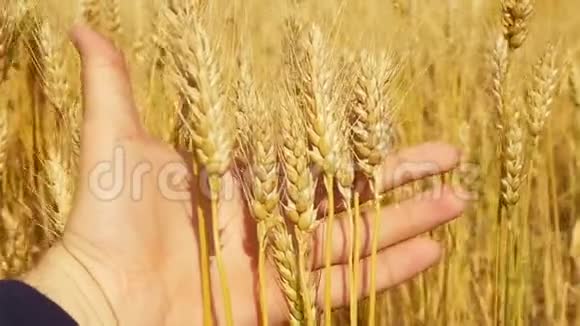 一个男人手特写抚摸着小麦的金色小穗视频的预览图