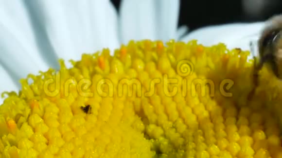 蜜蜂采蜜在洋甘菊花上传播花粉视频的预览图