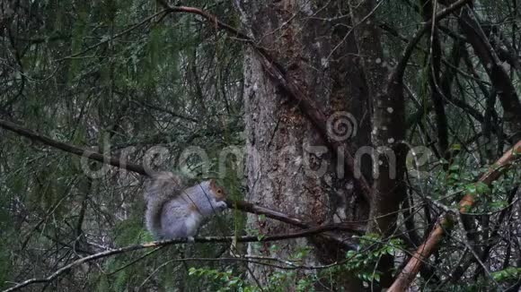 在森林潮湿的树枝上吃东西的灰色胖松鼠视频的预览图