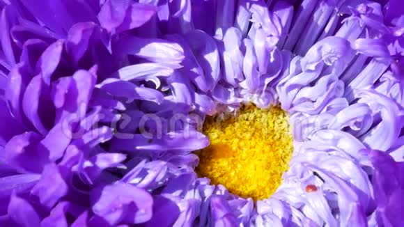 蜜蜜蜂收集紫色米迦勒玛雏菊或紫星花的花粉视频的预览图