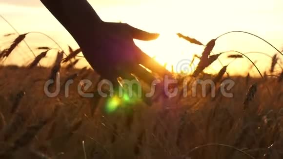 一个女孩手在夕阳下抚摸小麦一个女人手和麦穗在缓慢的运动中特写视频的预览图