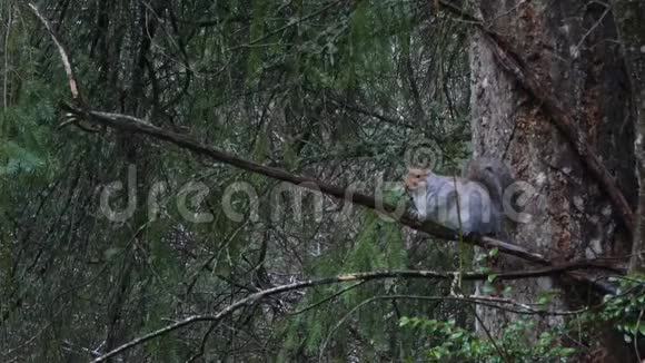 灰松鼠在雨中玩耍在森林里吃饭视频的预览图