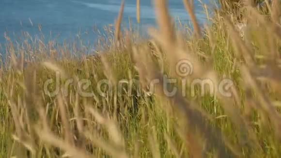 海滨有高草的景观小男孩跑着头上抱着一只玩具风筝视频的预览图