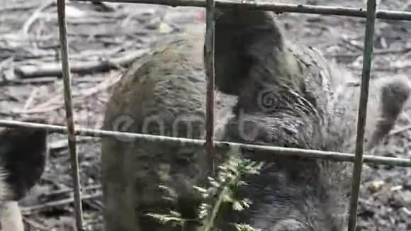 野猪鼻子穿过栅栏吃着绿色的美味的草视频的预览图