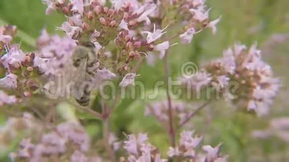 德国野生奥利加诺花蜜蜂视频的预览图