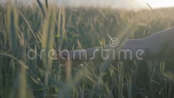 一个女人的手紧紧地握一块田里的谷物植物接触小麦的耳朵视频的预览图