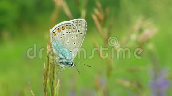 野生蝴蝶雄常见蓝色多翅目大普通种无濒危石蒜科视频的预览图