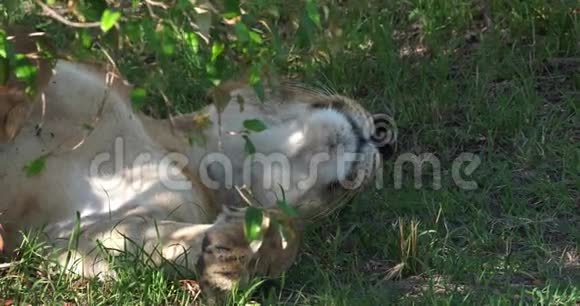 非洲狮子潘特拉里奥女性睡眠马赛马拉公园在肯尼亚视频的预览图