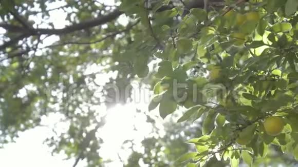 一个女人阳光明媚的一天从树上摘下一颗成熟的果实视频的预览图