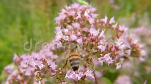 德国野生奥利加诺花蜜蜂视频的预览图