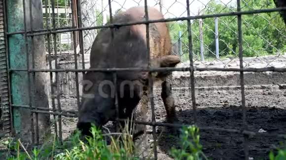 野猪鼻子穿过栅栏吃着绿色的美味的草视频的预览图