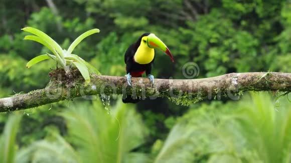 吉耳嘴鸟拉姆法斯托斯硫亚目又称硫胸巨嘴鸟或彩虹嘴巨嘴鸟拉丁美洲成员视频的预览图