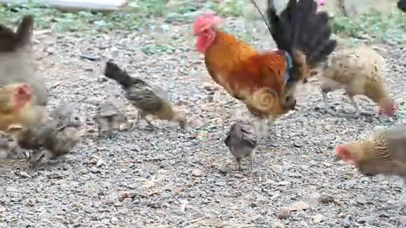 母鸡吃米饭视频的预览图