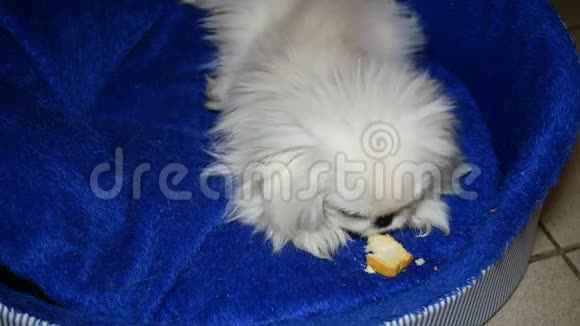 小白北京狗啃白面包皮视频的预览图
