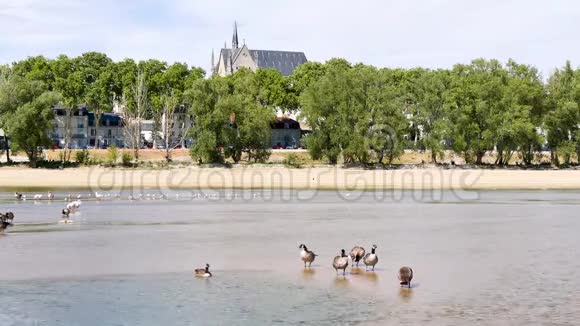 奥尔A的景观ANS法国城市与动物视频的预览图