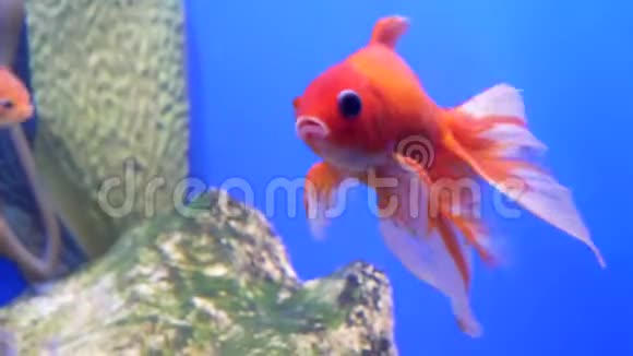 在水族馆游泳的黄金鱼的特写镜头视频的预览图