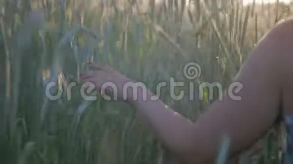 一个女人的手紧紧地握一块田里的谷物植物接触小麦的耳朵视频的预览图