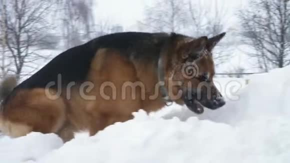 德国大狗牧羊人在一个大雪堆里玩和玩他的脸上覆盖着雪他很高兴视频的预览图