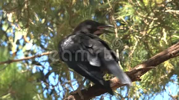 黑乌鸦坐在树上视频的预览图