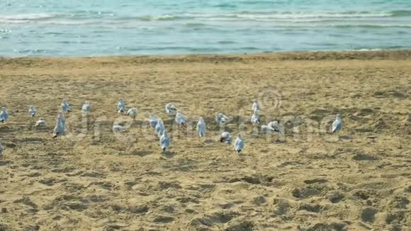一群海鸥坐在海边的歌滩上视频的预览图