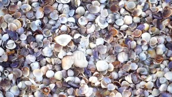 关闭许多不同的混合彩色贝壳作为背景各种珊瑚海洋软体动物和扇贝壳视频的预览图
