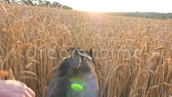 跟着西伯利亚哈士奇狗飞快地穿过草地上的金色小穗在日落时分来到她的主人身边年轻家庭视频的预览图