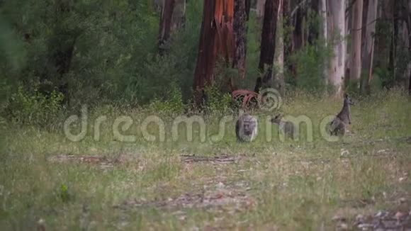 澳大利亚森林里吃东西的袋鼠妈妈和宝宝视频的预览图