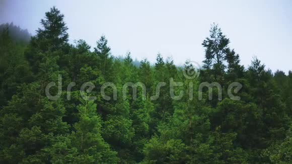 夏日浓雾中茂密如画的森林视频的预览图