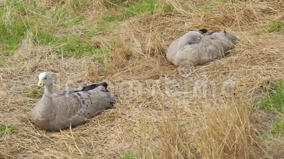 在菲利普岛的诺比斯中心休息的两只大角鹅视频的预览图