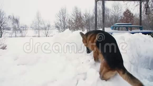 德国大狗牧羊人在一个大雪堆里玩和玩他的脸上覆盖着雪他很高兴视频的预览图