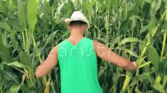 一个农夫偷偷地穿过一片玉米地视频的预览图