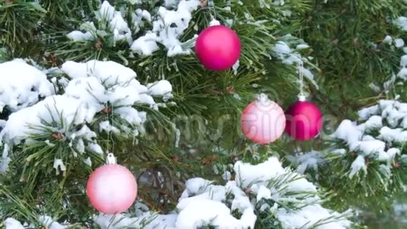 在森林里用圣诞明亮的勃艮第球装饰的云杉覆盖雪的枝条视频的预览图