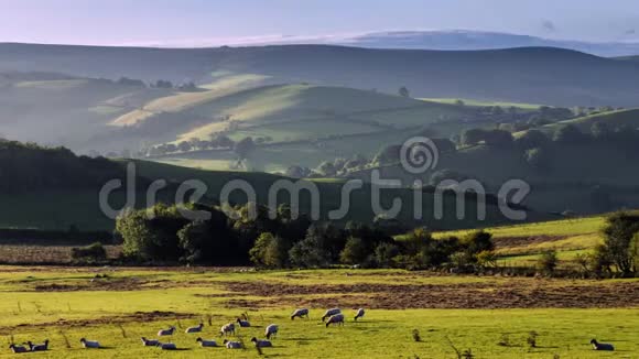 日出时的乡野与羊的鸥群视频的预览图