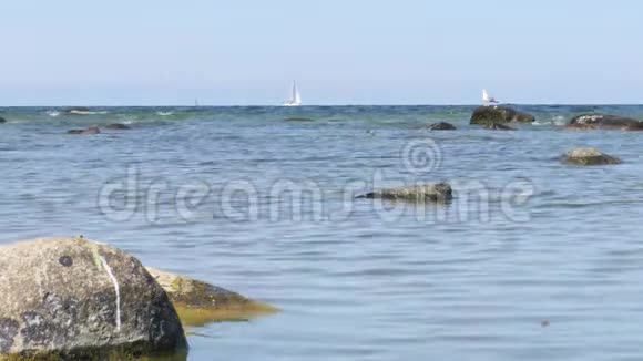 瑞典格特兰岛维斯比附近波罗的海的海鸥和帆船视频的预览图
