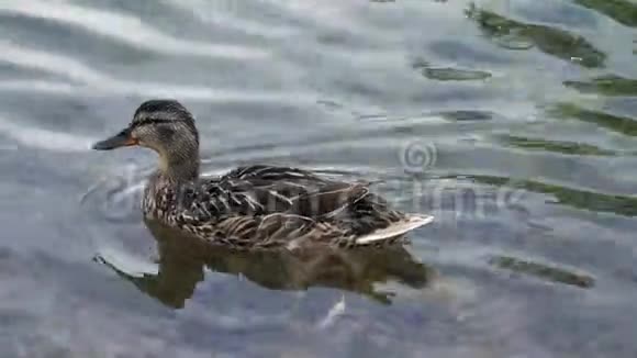 一只鸭子漂浮在透明干净的池塘里视频的预览图