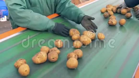 农场工人在一条线上分拣未剥皮的土豆关门视频的预览图
