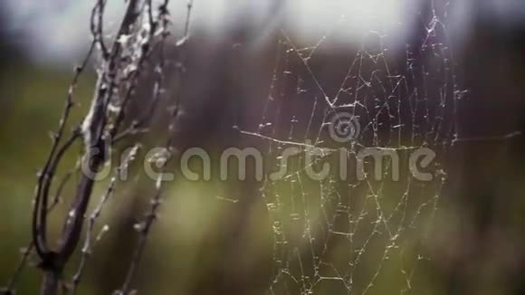 沼泽中的蜘蛛网视频的预览图