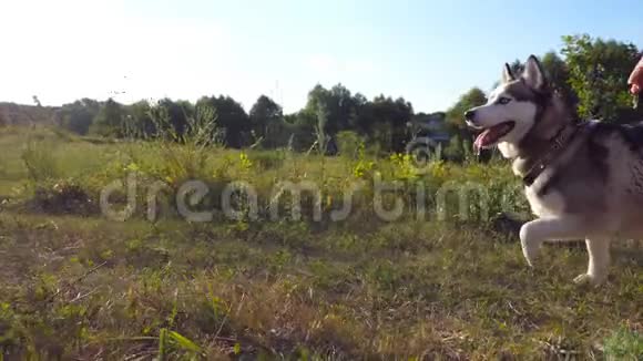雄性的手从皮带上松开他的西伯利亚哈士奇狗在田野上沿着绿草快速奔跑跟随国内视频的预览图