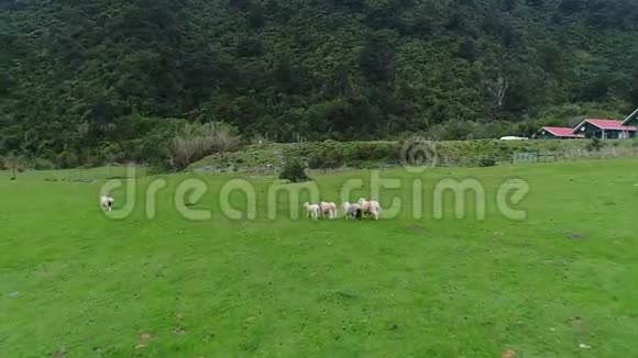 羊穿过牧场开始奔跑什维列夫视频的预览图