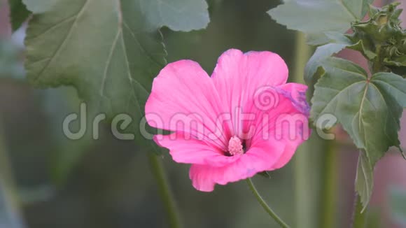 绿叶背景上精致的粉红色花朵视频的预览图