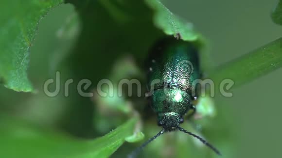 绿色叶子之间有一只闪亮的绿甲虫视频的预览图
