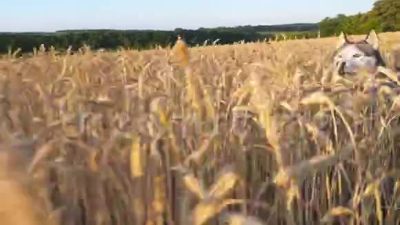 日落时分西伯利亚哈士奇狗飞快地穿过草地上高大的小穗来到她的女主人身边年轻家庭视频的预览图
