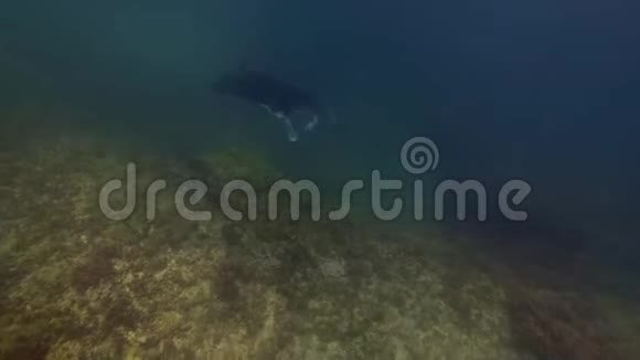 曼塔雷夜游泳珊瑚礁上的大雷曼塔阿尔弗雷迪或暗礁曼塔雷视频的预览图