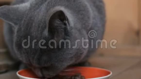 有胃口的小猫吃着碗里的湿食物特写视频的预览图