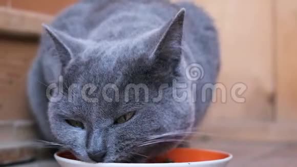 蓝色的英国猫吃着食物和碗看着相机视频的预览图