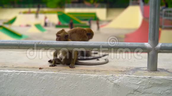 对比自然与城市的概念一只野猴子坐在滑板公园的背景下慢镜头视频的预览图