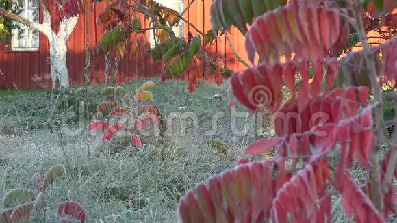 五颜六色的树叶覆盖着霜雾和木制的农村房子墙4K视频的预览图