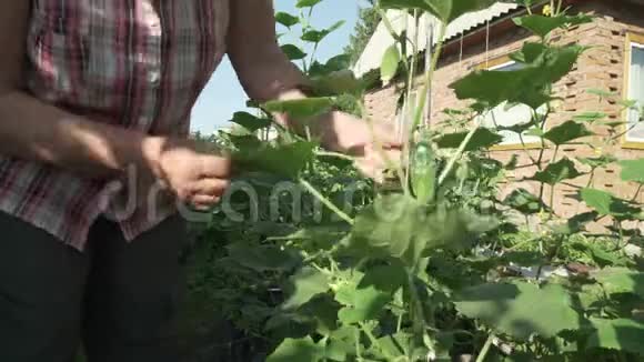 一位老妇人在花园里照料植物撕下小黄瓜的股票录像视频的预览图